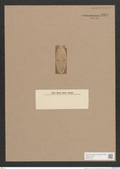 Gomphonema sp. (de-Toni-Nr.: Genus 37) Zeichnungen Sammlung Grunow Nr. 3537 (NHMW-BOT-W0371106)